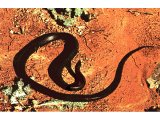The Whip Snake looks menacing, reminding one of a black whip, but it is harmless.